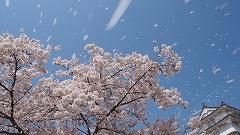 姫路城ソメイヨシノ桜吹雪