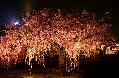 姫路城夜桜シダレザクラ