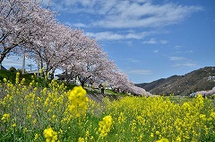 夢前川桜並木と菜の花