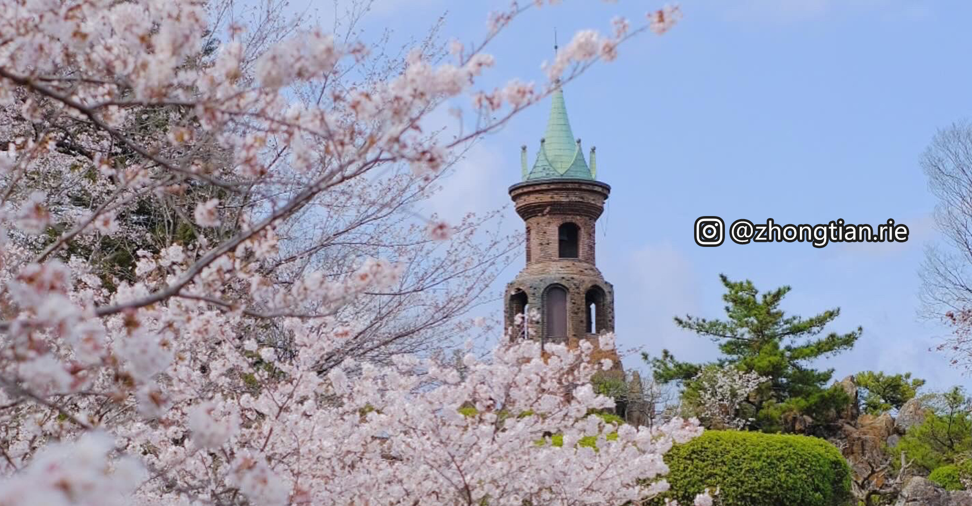 手柄山中央公園の桜＠zhongtian