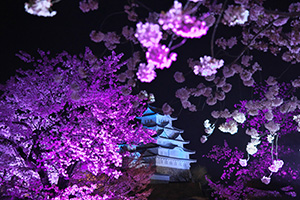 春の姫路城と夜桜